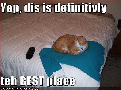 http://reho.st/preview/icanhascheezburger.files.wordpress.com/2008/09/funny-pictures-cat-claims-the-best-place-on-your-bed.jpg