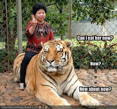 http://reho.st/preview/icanhascheezburger.files.wordpress.com/2008/09/funny-pictures-tiger-is-interested-in-eating-a-tourist.jpg