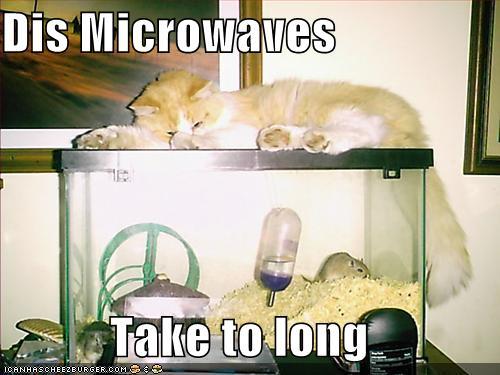 http://reho.st/preview/icanhascheezburger.files.wordpress.com/2008/09/funny-pictures-your-cat-mistakes-a-gerbil-cage-for-a-microwave1.jpg