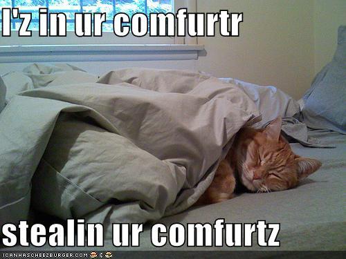 http://reho.st/preview/icanhascheezburger.files.wordpress.com/2008/10/funny-pictures-comforter-cat-is-stealing-your-comforts.jpg