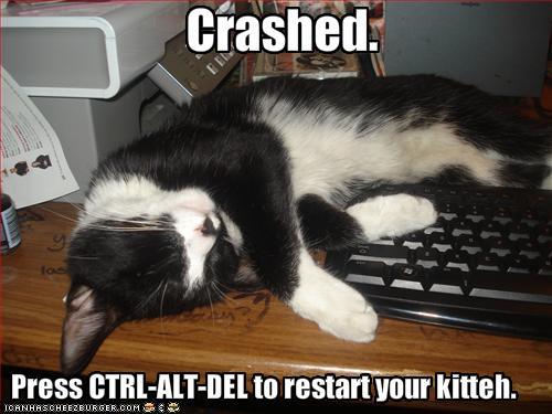 http://reho.st/preview/icanhascheezburger.files.wordpress.com/2008/10/funny-pictures-press-control-alt-delete-to-restart-your-kitten.jpg