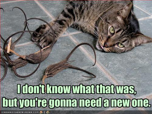 http://reho.st/preview/icanhascheezburger.files.wordpress.com/2008/10/funny-pictures-your-cat-broke-something-that-you-own.jpg