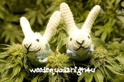 http://reho.st/preview/img156.imageshack.us/img156/2193/weedsqudroddyo1.jpg