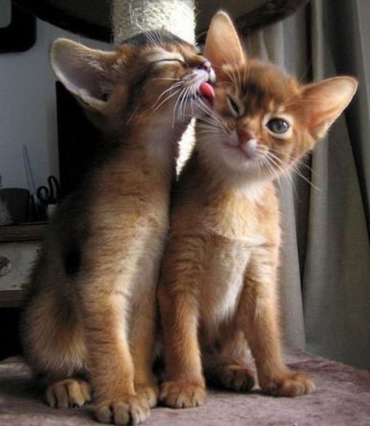 http://reho.st/preview/izismile.com/img/img3/20101123/640/these_funny_animals_553_640_01.jpg