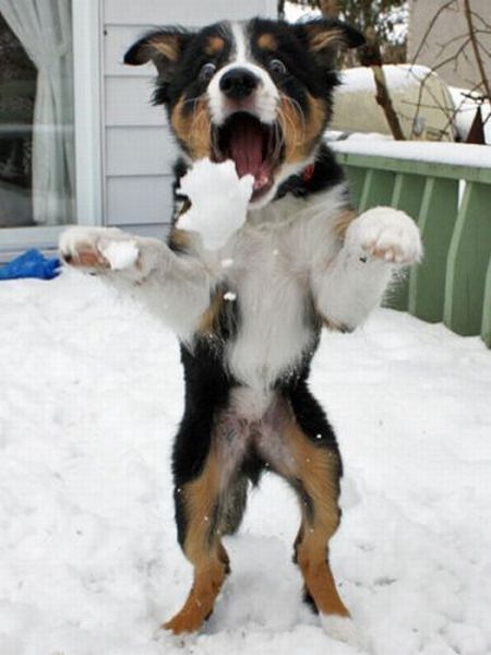 http://reho.st/preview/izismile.com/img/img3/20101123/640/these_funny_animals_553_640_02.jpg