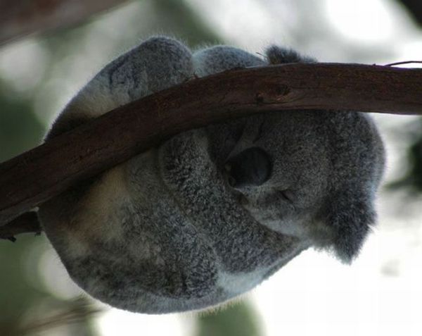 http://reho.st/preview/izismile.com/img/img3/20101123/640/these_funny_animals_553_640_07.jpg
