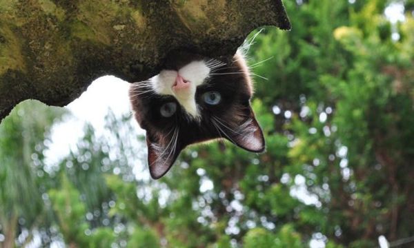 http://reho.st/preview/izismile.com/img/img3/20101123/640/these_funny_animals_553_640_10.jpg