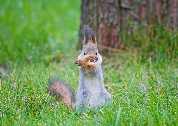 http://reho.st/preview/izismile.com/img/img3/20101123/640/these_funny_animals_553_640_14.jpg