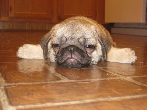 http://reho.st/preview/izismile.com/img/img3/20101123/640/these_funny_animals_553_640_17.jpg