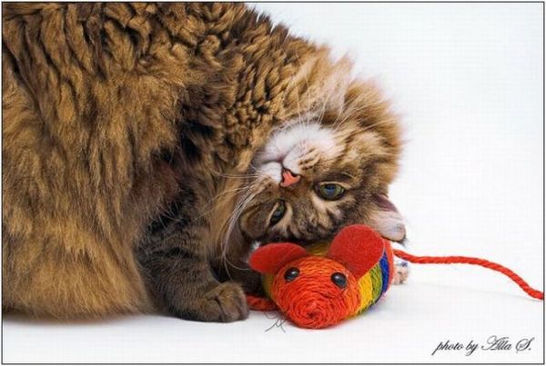 http://reho.st/preview/izismile.com/img/img3/20101123/640/these_funny_animals_553_640_19.jpg