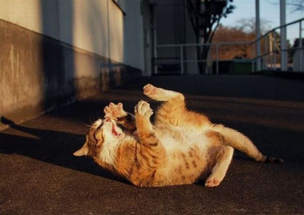 http://reho.st/preview/izismile.com/img/img3/20101123/640/these_funny_animals_553_640_26.jpg