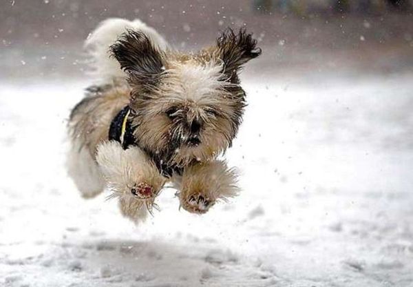 http://reho.st/preview/izismile.com/img/img3/20101123/640/these_funny_animals_553_640_27.jpg