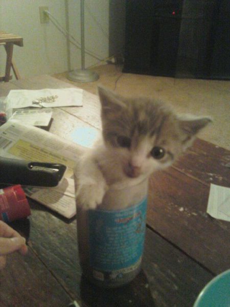 http://reho.st/preview/izismile.com/img/img3/20101123/640/these_funny_animals_553_640_29.jpg