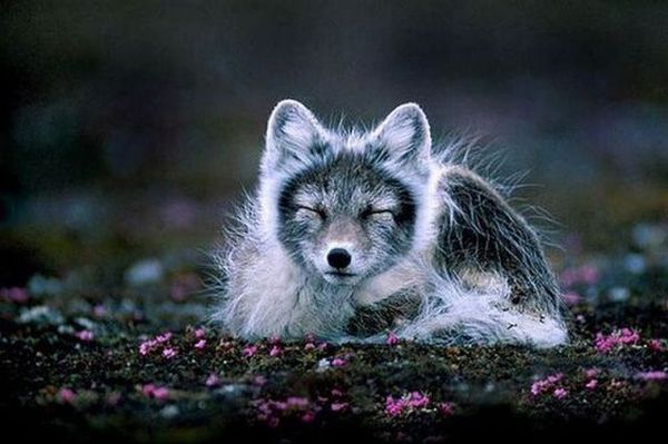 http://reho.st/preview/izismile.com/img/img3/20101123/640/these_funny_animals_553_640_31.jpg
