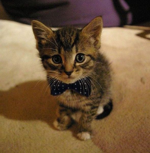 http://reho.st/preview/izismile.com/img/img3/20101123/640/these_funny_animals_553_640_37.jpg