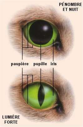 http://reho.st/preview/ophtasurf.free.fr/vue/animaux/visionchat2.jpg