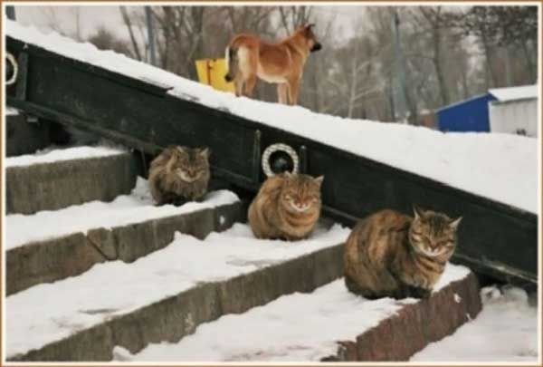 http://reho.st/preview/photofile.ru/photo/fishki_net/3633412/80623669.jpg