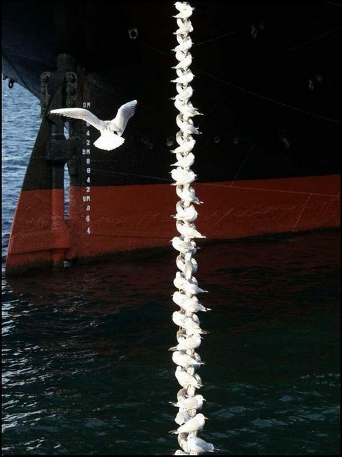 http://reho.st/preview/photofile.ru/photo/fishki_net/3633412/80623715.jpg