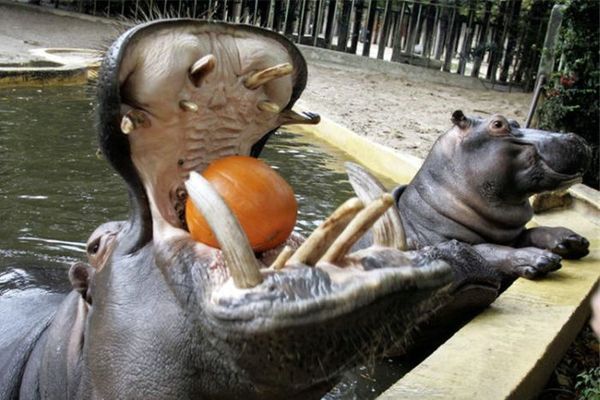http://reho.st/preview/photofile.ru/photo/fishki_net/3633412/80623729.jpg