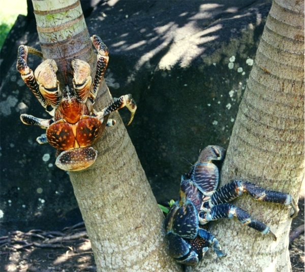 http://reho.st/preview/upload.wikimedia.org/wikipedia/commons/8/8a/Birgus_latro_%28Bora-Bora%29.jpg