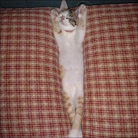 http://reho.st/preview/warnet.ws/img3/88/funpics_44.jpg