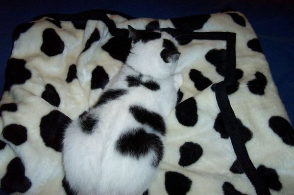 http://reho.st/preview/warnet.ws/img3/88/funpics_6.jpg