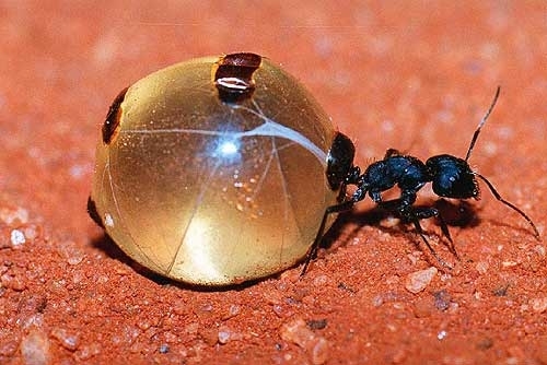 http://reho.st/preview/www.astrosurf.com/luxorion/Bio/fourmiamiel-australie.jpg