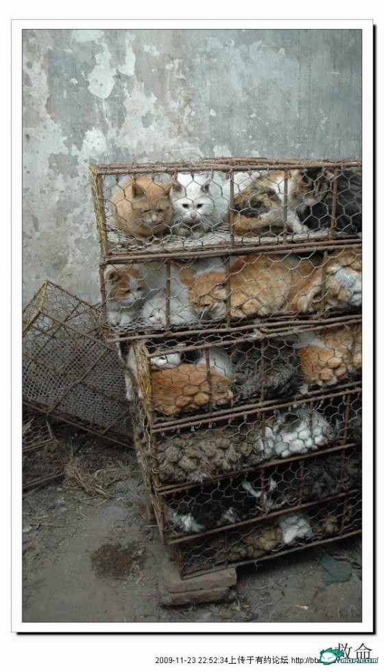 http://reho.st/preview/www.chinasmack.com/wp-content/uploads/2009/11/cats-cages-tianjin-china-04-560x979.jpg