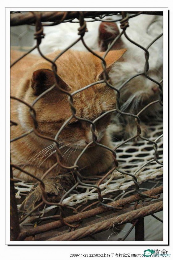 http://reho.st/preview/www.chinasmack.com/wp-content/uploads/2009/11/cats-cages-tianjin-china-05-560x842.jpg