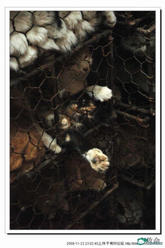 http://reho.st/preview/www.chinasmack.com/wp-content/uploads/2009/11/cats-cages-tianjin-china-06-560x842.jpg