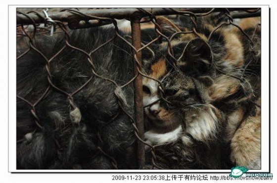 http://reho.st/preview/www.chinasmack.com/wp-content/uploads/2009/11/cats-cages-tianjin-china-07-560x371.jpg