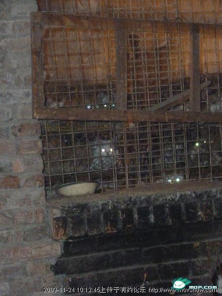 http://reho.st/preview/www.chinasmack.com/wp-content/uploads/2009/11/cats-cages-tianjin-china-11.jpg