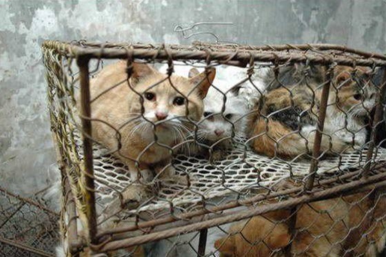 http://reho.st/preview/www.chinasmack.com/wp-content/uploads/2009/11/cats-cages-tianjin-china.jpg