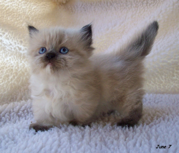 http://reho.st/preview/www.countrymunchkins.net/wp-content/uploads/2009/08/sophie-cream-1-date.jpg