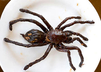 http://reho.st/preview/www.crystalkiss.com/wp-content/uploads/2010/10/Worlds-Scariest-Foods1.jpg