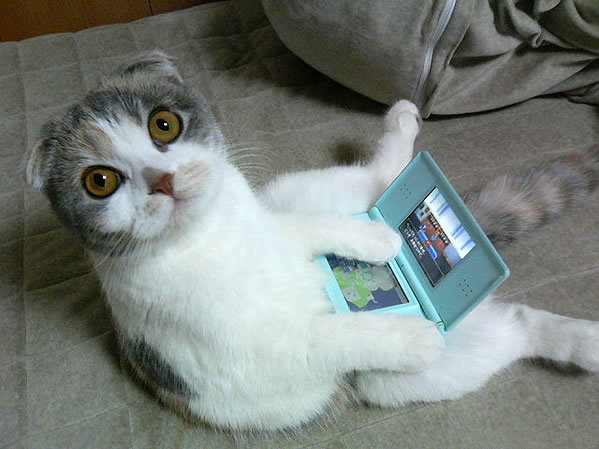 http://reho.st/preview/www.davinciinstitute.com/new/admin/content/FCKeditor/uploads/cat%20computer.jpg