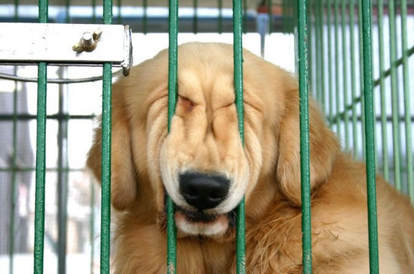 http://reho.st/preview/www.davinciinstitute.com/new/admin/content/FCKeditor/uploads/dog%20squeeze.jpg