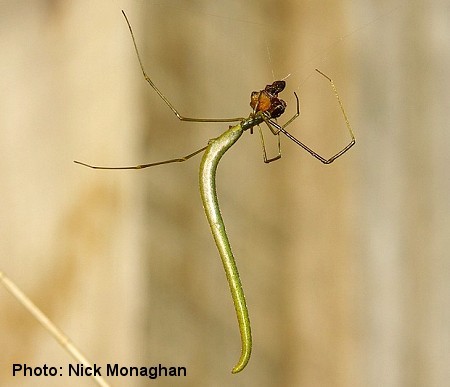 http://reho.st/preview/www.findaspider.org.au/find/spiders/images/338A10.jpg