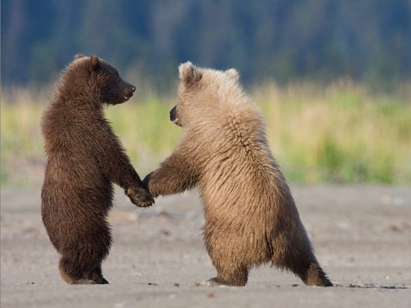 http://reho.st/preview/www.impactlab.net/wp-content/uploads/2010/10/Bear-Dance-442.jpg