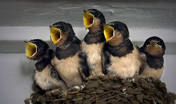 http://reho.st/preview/www.impactlab.net/wp-content/uploads/2010/10/Bird-Choir-980.jpg