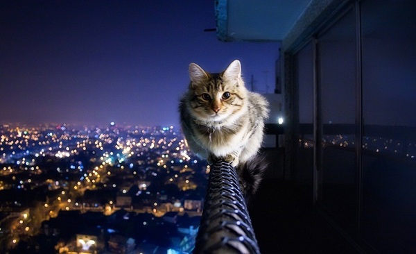 http://reho.st/preview/www.impactlab.net/wp-content/uploads/2010/10/Cat-on-the-Edge-672s.jpg