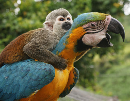 http://reho.st/preview/www.impactlab.net/wp-content/uploads/2010/10/Cowboy-Monkey-763.jpg