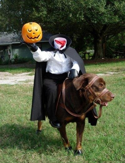 http://reho.st/preview/www.impactlab.net/wp-content/uploads/2010/10/Dog-Costume-478.jpg