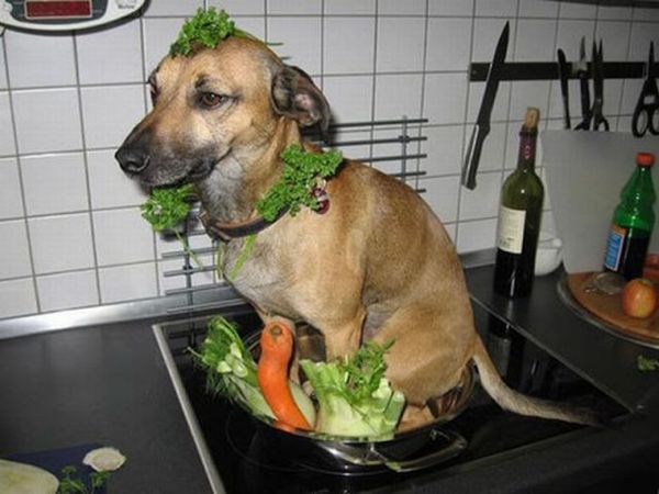 http://reho.st/preview/www.impactlab.net/wp-content/uploads/2010/10/Dog-Salad-672.jpg