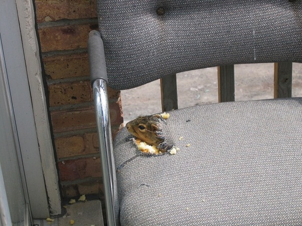 http://reho.st/preview/www.impactlab.net/wp-content/uploads/2010/10/Earl-the-Squirrel-780.jpg