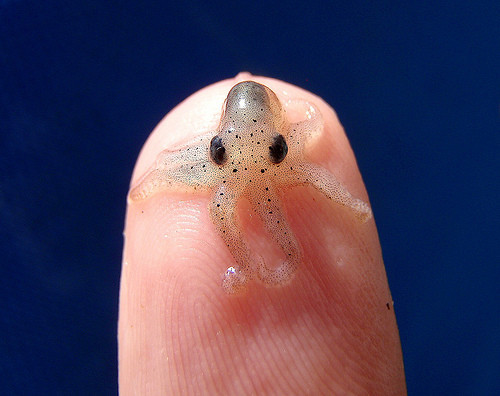 http://reho.st/preview/www.impactlab.net/wp-content/uploads/2010/10/Finger-Squid-783.jpg