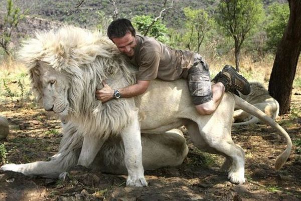 http://reho.st/preview/www.impactlab.net/wp-content/uploads/2010/10/Lion-Rodeo-614.jpg
