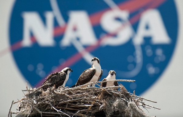 http://reho.st/preview/www.impactlab.net/wp-content/uploads/2010/10/NASA-Falcon-Division-784.jpg