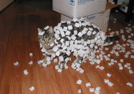 http://reho.st/preview/www.impactlab.net/wp-content/uploads/2010/10/Static-Cat-652.jpg