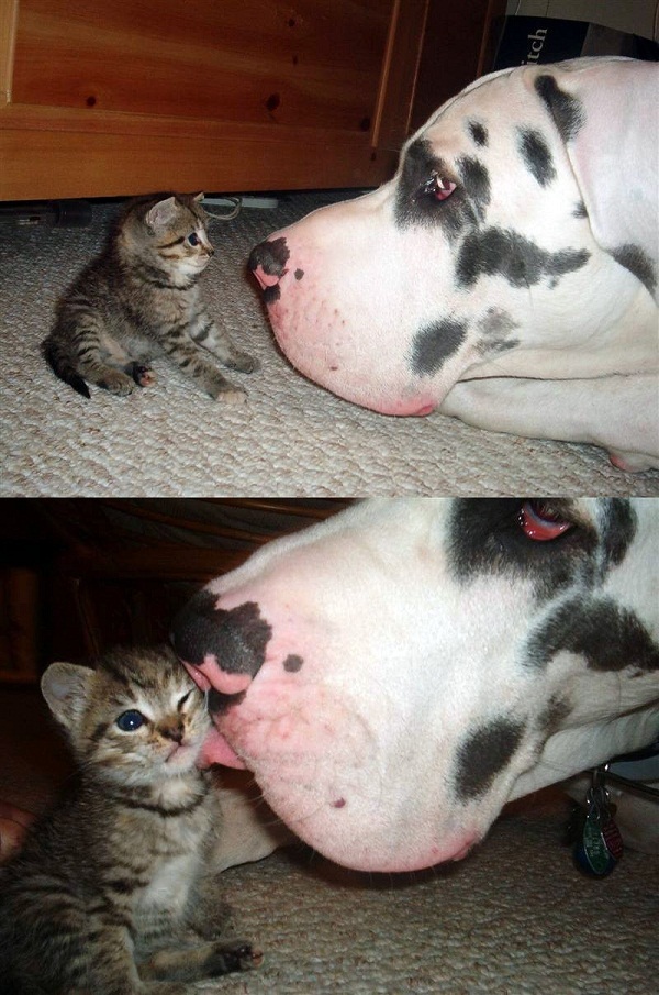 http://reho.st/preview/www.impactlab.net/wp-content/uploads/2010/10/The-Lick-011.jpg